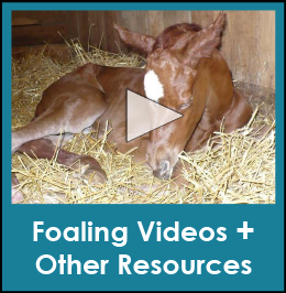 Foaling videos and other resources